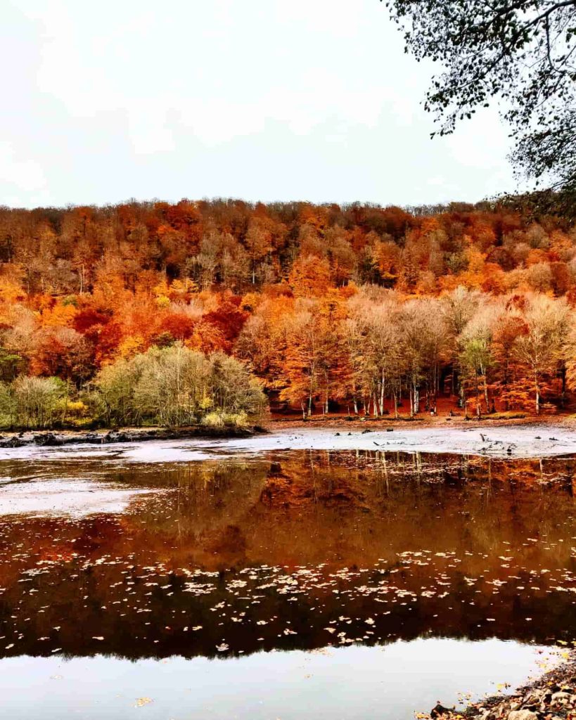 Forêt de Laubrac randonnée automne 