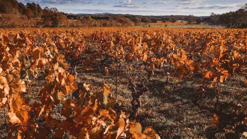  Vignobles dans l'Hérault en automne