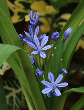 scille à deux feuilles