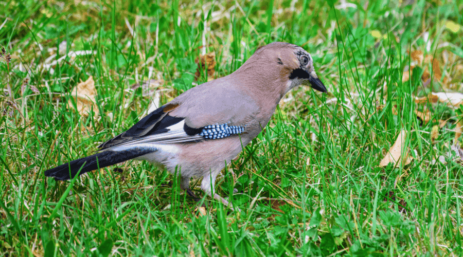 Geai des chênes en train de chercher un gland