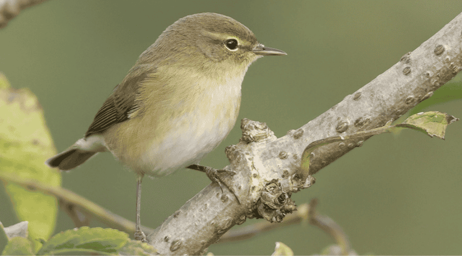 Oiseau pouillot véloce vient annoncer le printemps sur sa branche