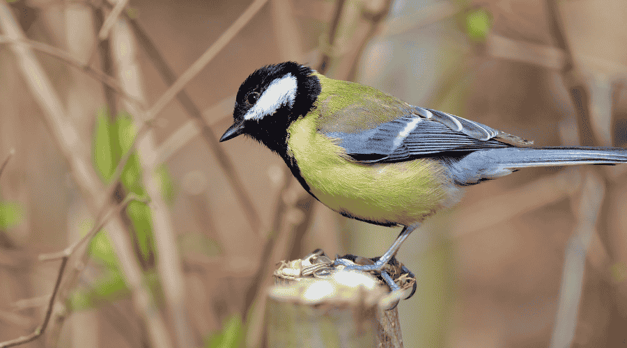Mésange charbonnière, oiseau facile à reconnaître en randonnée