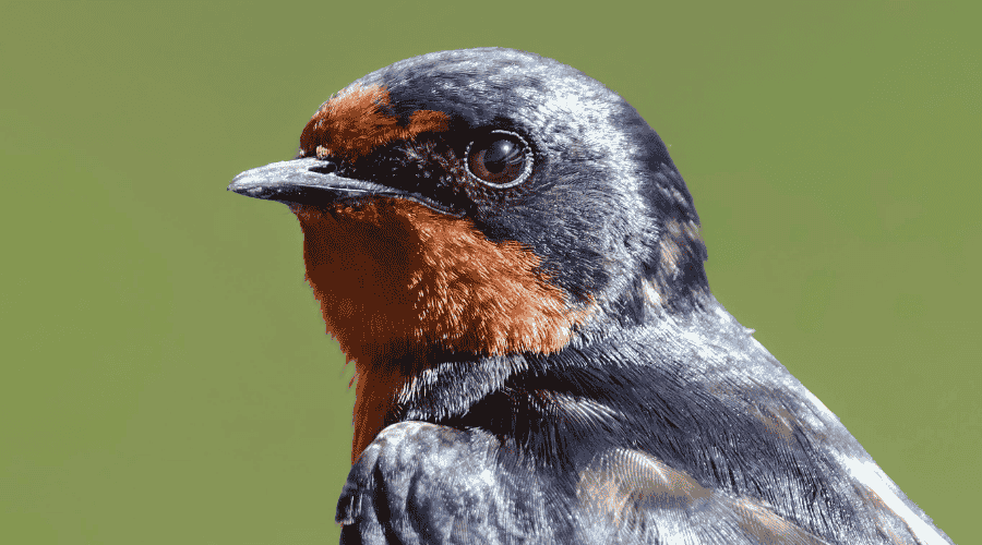 Hirondelle rustique, annonce l'arrivée du printemps