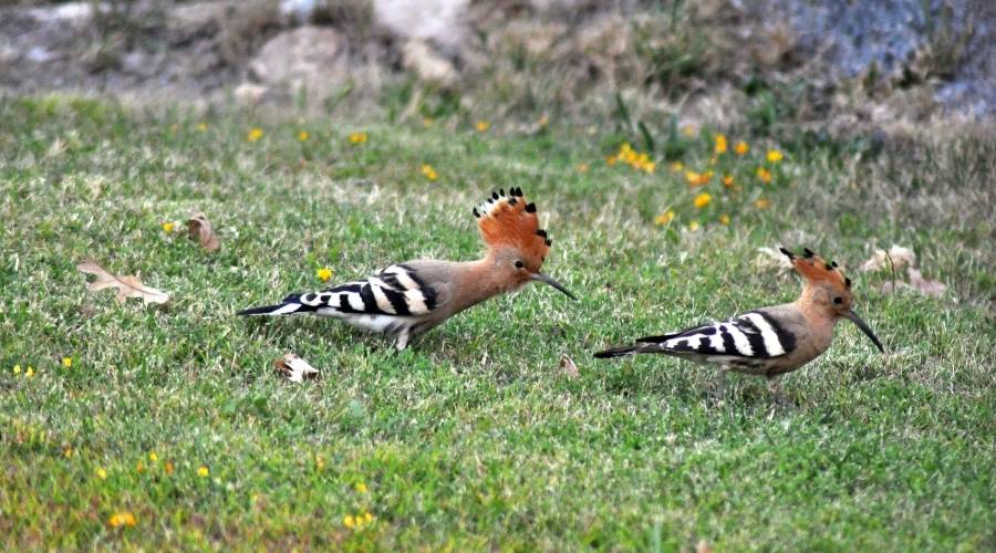 Deux huppes fasciées qui sont en train de chasser des insectes