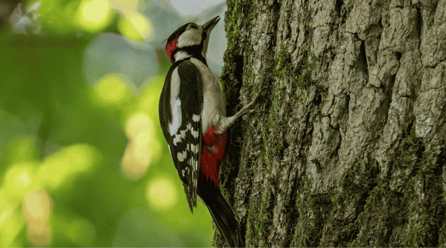 Pic épeiche en train de tambouriner sur un tronc d'arbre