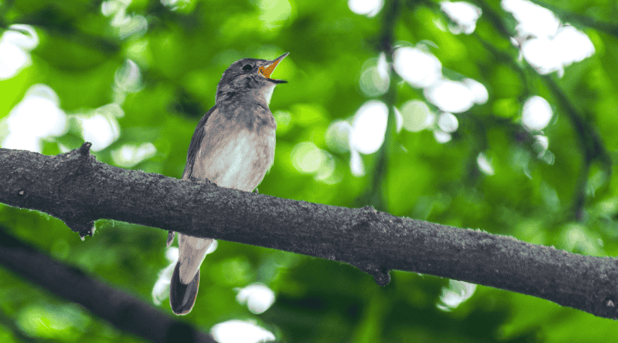 Rossignol philomèle en train de chanter pour annoncer le printemps lors des randonnées