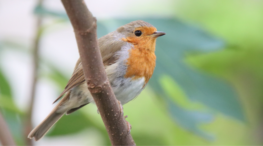 Rouge-gorge familier posé sur une branche