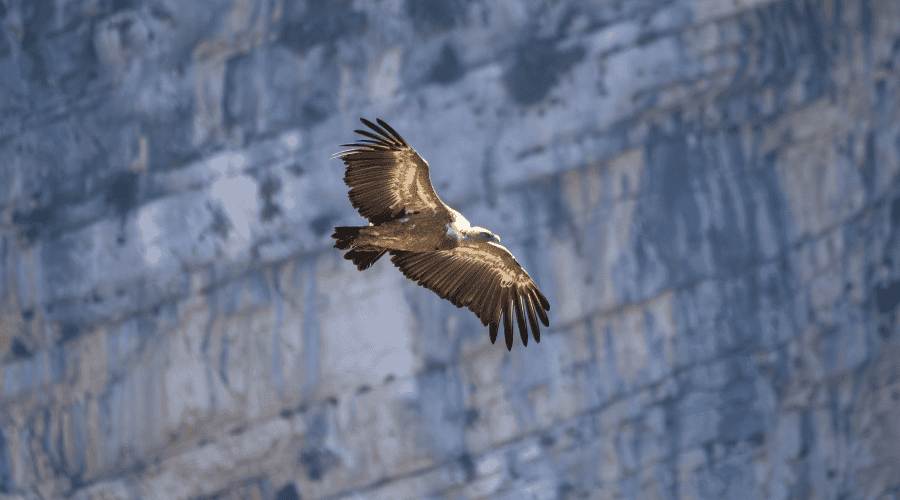 Vautour fauve en train de planer au dessus des gorges