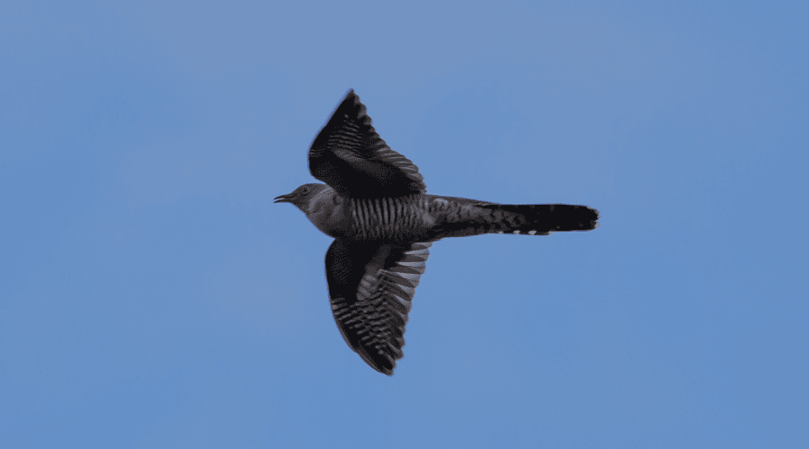 Coucou gris en train de voler qui est l'emblème du printemps