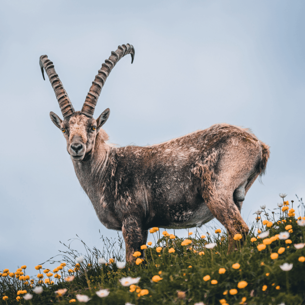 bouquetin des Alpes