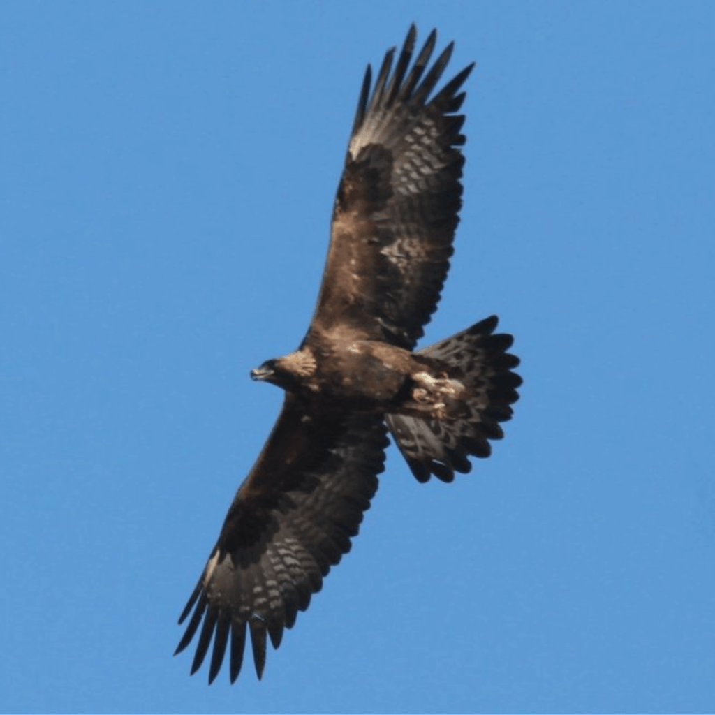 aigle royal en vol