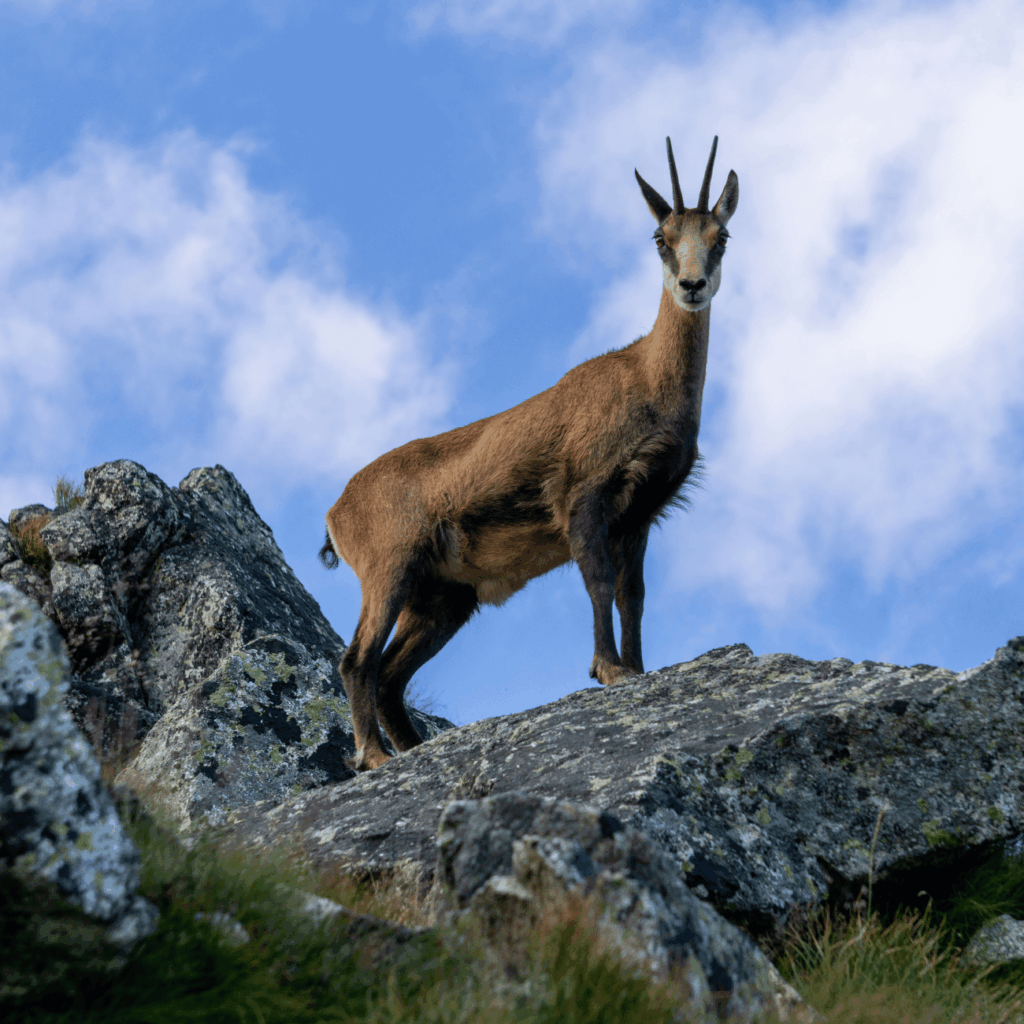 chamois
