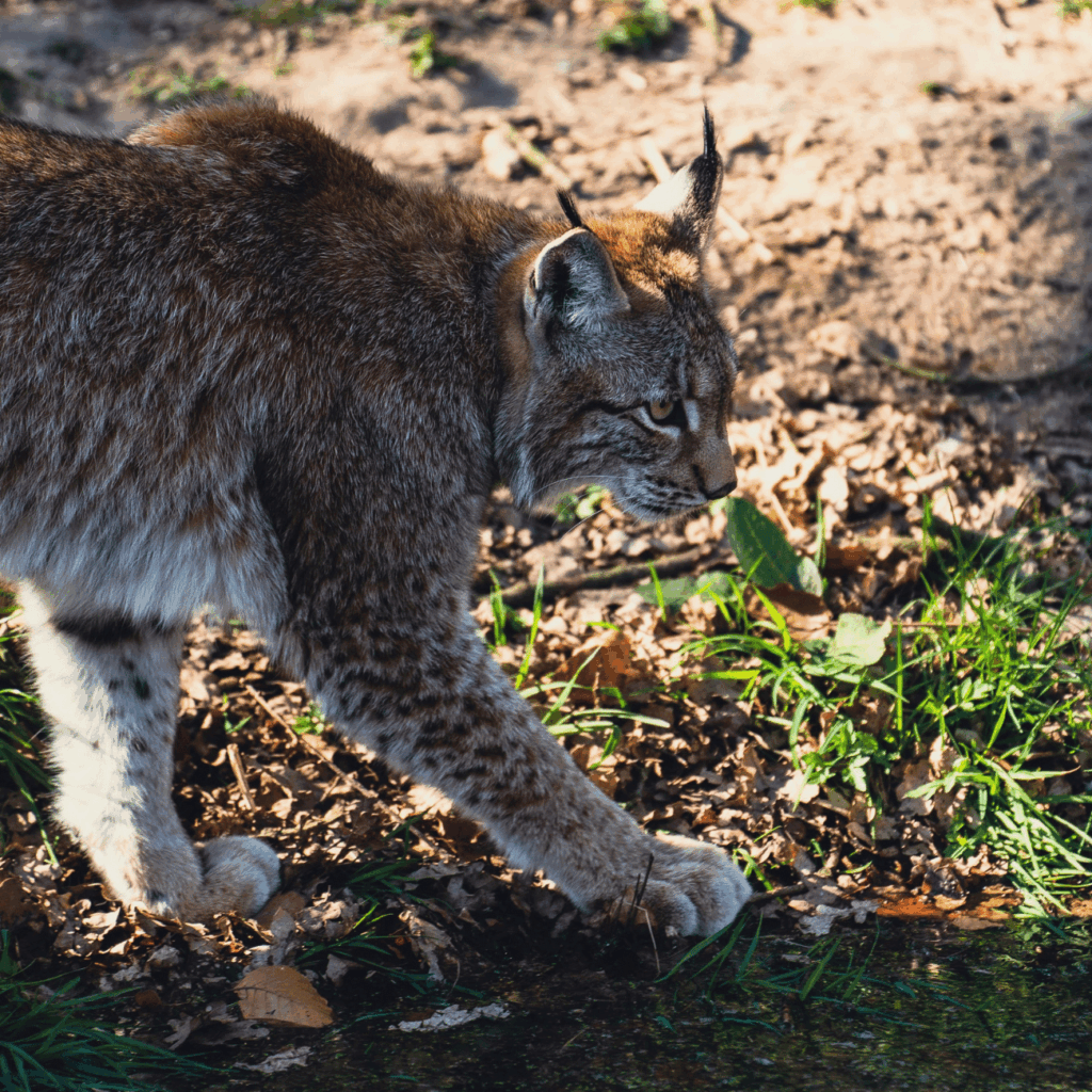 lynx boréal