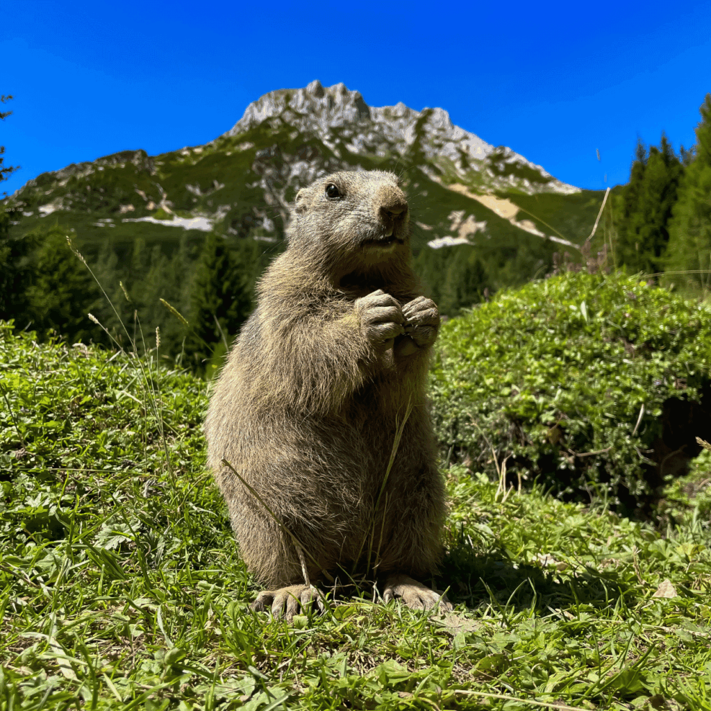 marmotte sur la montagne