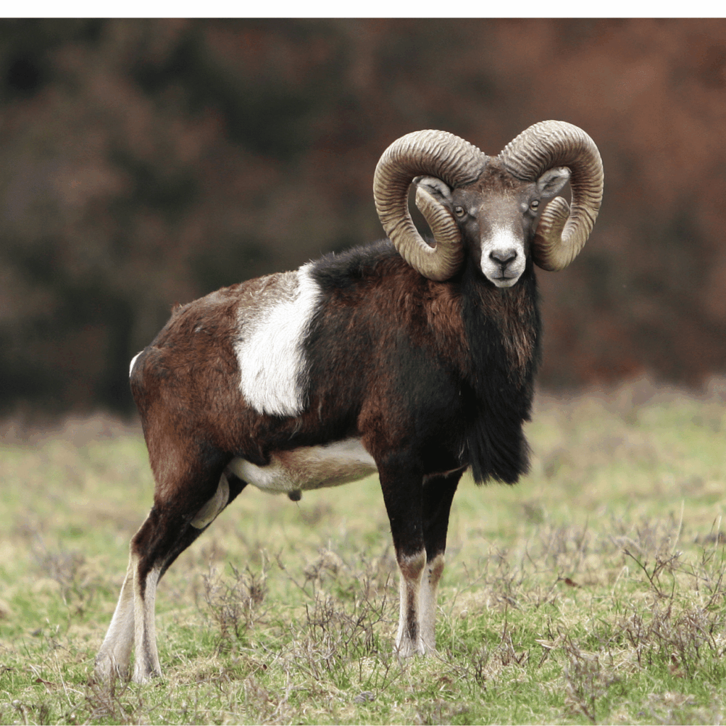 mouflon sauvage