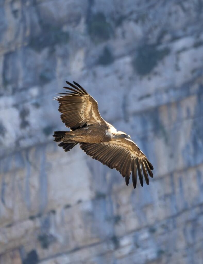 Photo d'un vautour fauve en train de planer à l'abord des Gorges